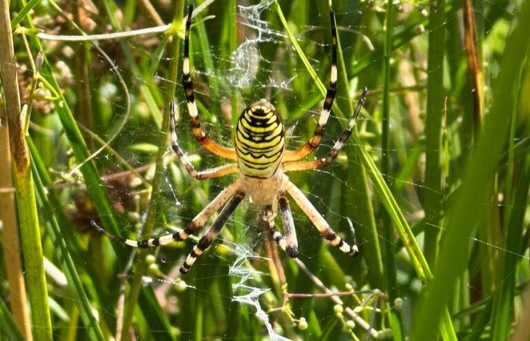 Une araignée rayée « réfugiée climatique » trouvée pour la première fois dans le nord-ouest de l’Angleterre