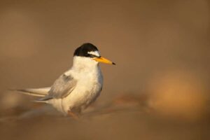 Une autre année record pour les Sternes naines dans l'estuaire de la Humber