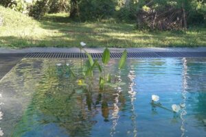 Une piscine naturelle sous les tropiques ?