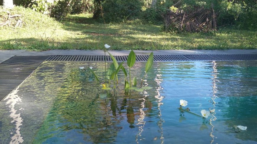 éco-piscine