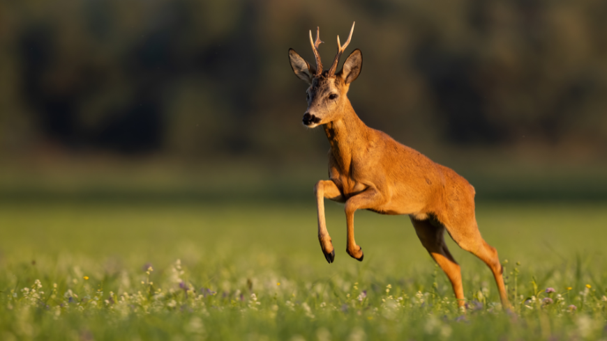 À Parme avec des enfants ? Visitez le centre de faune de Monte Fuso pour voir des cerfs et bien plus encore