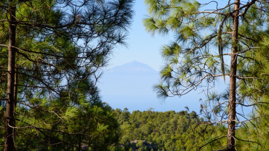 Paysage montagneux du parc naturel de Tamadaba avec forêts de pins et vallées profondes