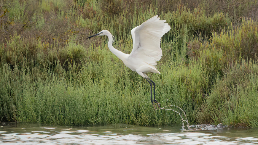 Héron dans l'oasis d'Orbetello du WWF