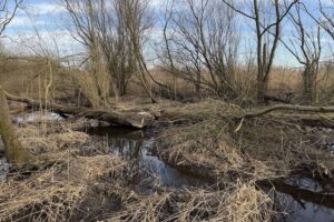 Chaque livre sterling investie dans la restauration des rivières pourrait générer plus de 7 £ de bénéfices pour la nature, les communautés et l'économie.