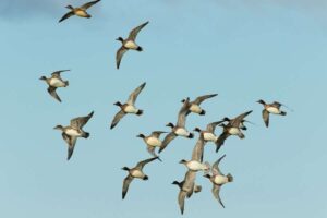 Des hauts et des bas pour les canards de réservoir