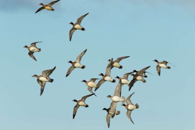 Des hauts et des bas pour les canards de réservoir