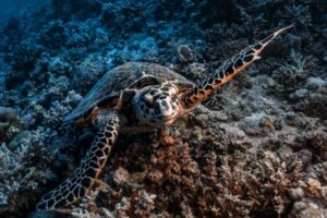 El Niño dans le Pacifique pourrait remodeler la salinité de la mer Rouge