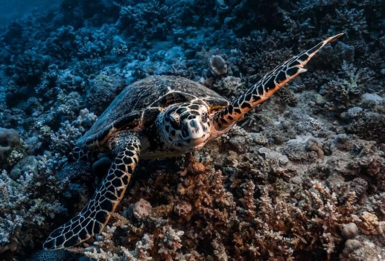 El Niño dans le Pacifique pourrait remodeler la salinité de la mer Rouge