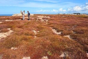 La communauté de la restauration écologique appelle la Commission européenne à considérer la nature comme un investissement dans la résilience
