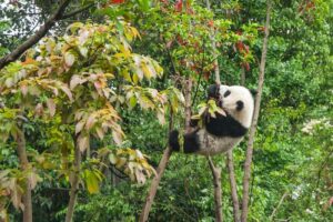 La diplomatie chinoise du panda : comment Pékin combine conservation et commerce