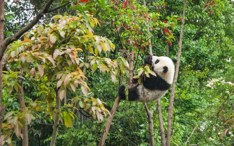 La diplomatie chinoise du panda : comment Pékin combine conservation et commerce