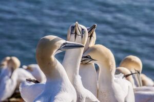 L’approbation du champ gazier Choucas soulève d’énormes préoccupations en matière de climat et de biodiversité