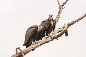Le premier couple de vautours charognards du zoo de Chester arrive pour renforcer les espèces en voie de disparition