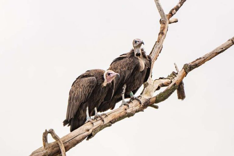 Le premier couple de vautours charognards du zoo de Chester arrive pour renforcer les espèces en voie de disparition