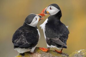 Les macareux britanniques parmi les oiseaux marins menacés par le changement climatique