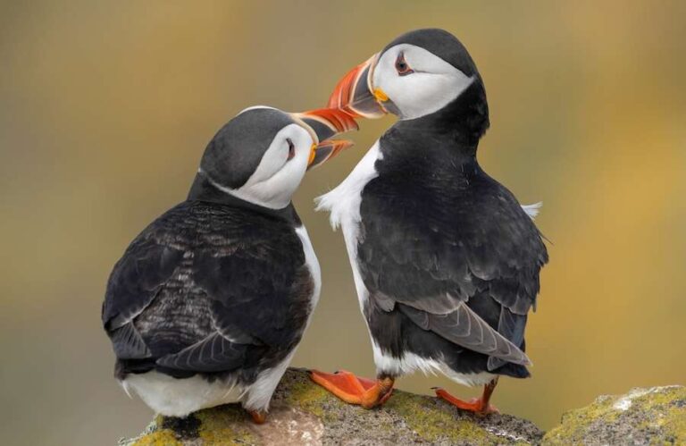 Les macareux britanniques parmi les oiseaux marins menacés par le changement climatique
