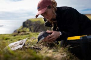 Les oiseaux marins observant les étoiles reviennent à Canna dans le cadre d'un important projet de conservation
