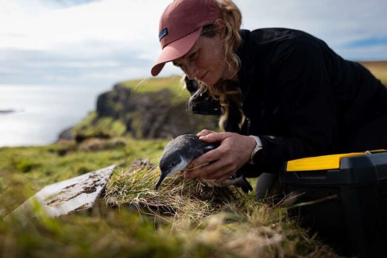 Les oiseaux marins observant les étoiles reviennent à Canna dans le cadre d'un important projet de conservation