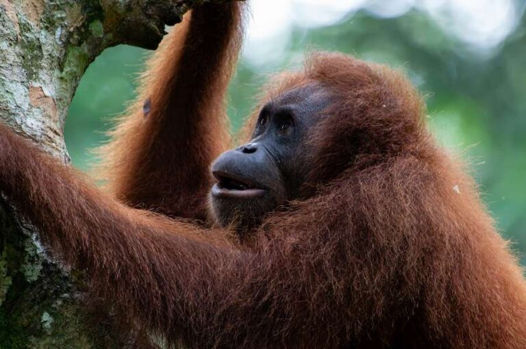 Les populations d'animaux sauvages ont diminué de 73 % depuis 1970, mais de nombreux animaux de la planète ne sont toujours pas comptabilisés.