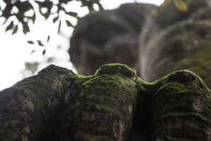 Les secrets du bois sacré de Bomarzo, le parc des monstres entre nature et mystère