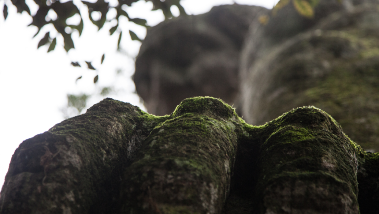 Les secrets du bois sacré de Bomarzo, le parc des monstres entre nature et mystère