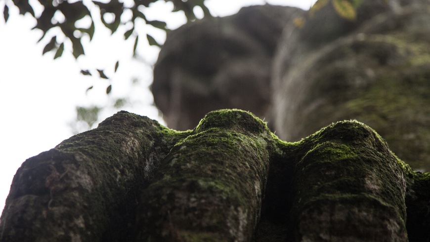Entre monstres et mystères : qu'est-ce que le Bois Sacré de Bomarzo et comment est-il né ?