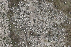 Record de « sternes » pour les oiseaux marins dans les réserves naturelles du Solent RSPB