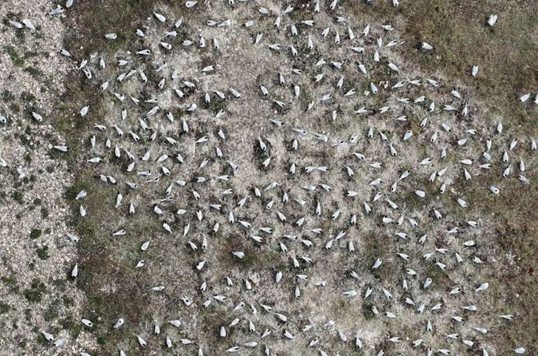 Record de « sternes » pour les oiseaux marins dans les réserves naturelles du Solent RSPB