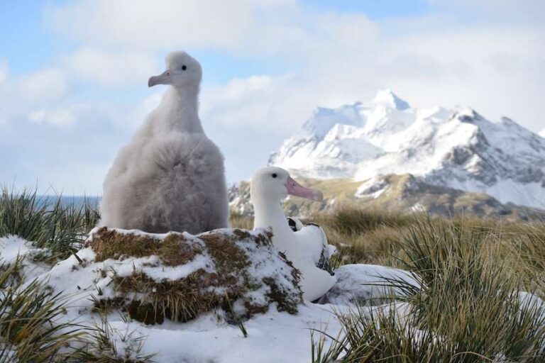 Une nouvelle analyse estime que des milliers d'albatros en voie de disparition sont tués chaque année par les pêcheries à la palangre de l'hémisphère sud.